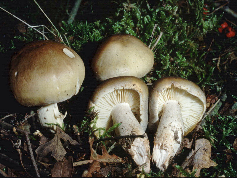 Proposta di studio di Tricholoma saponaceum